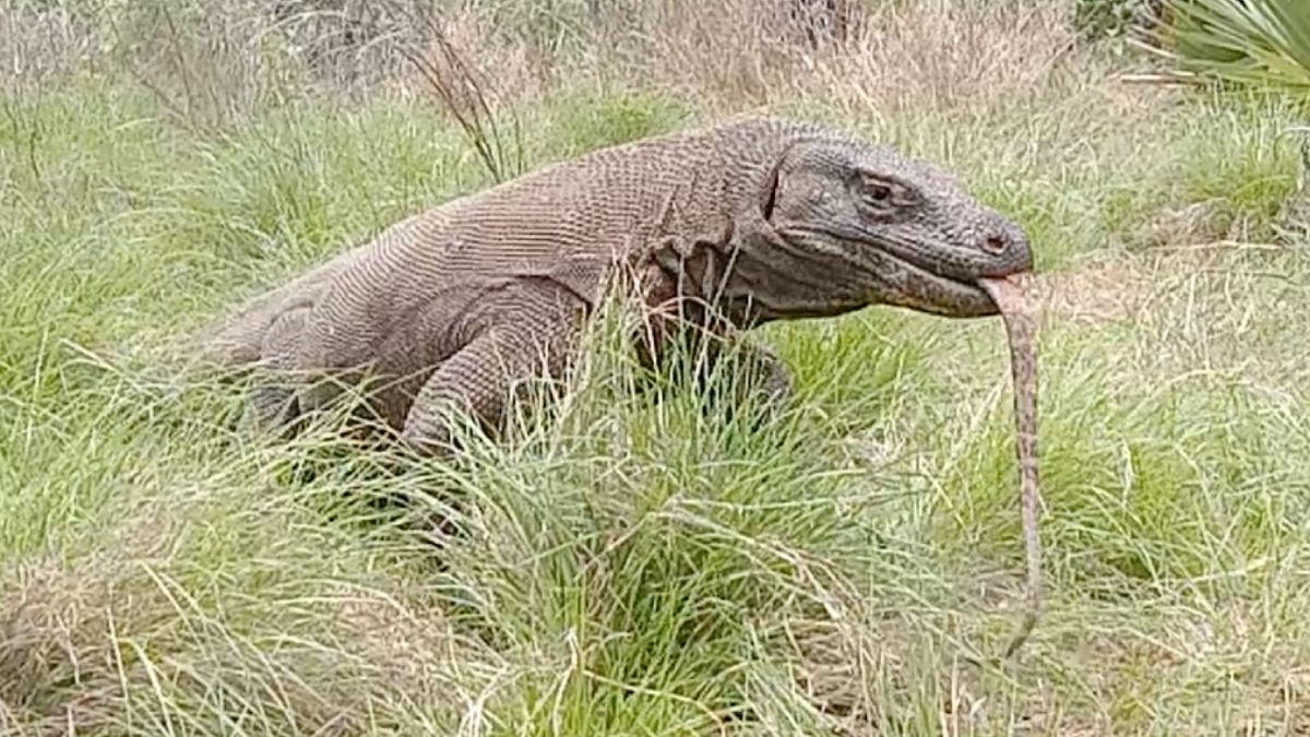 Komodovaraan eet komodovaraan op Komodo