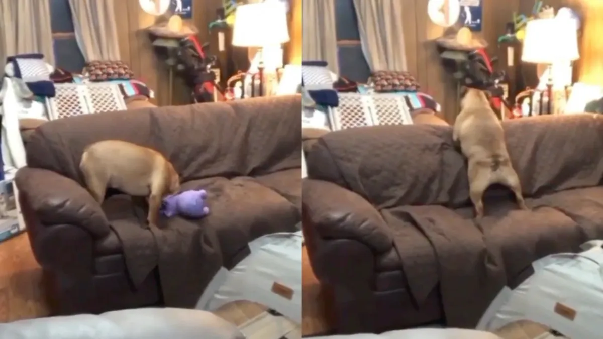 Hond net even te blij met z’n nieuwe speeltje en dat hoor je