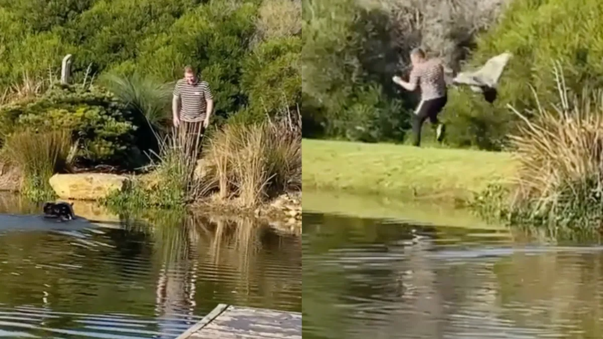 Mannetje toch wel bang als gans hem laat zien wie de baas is