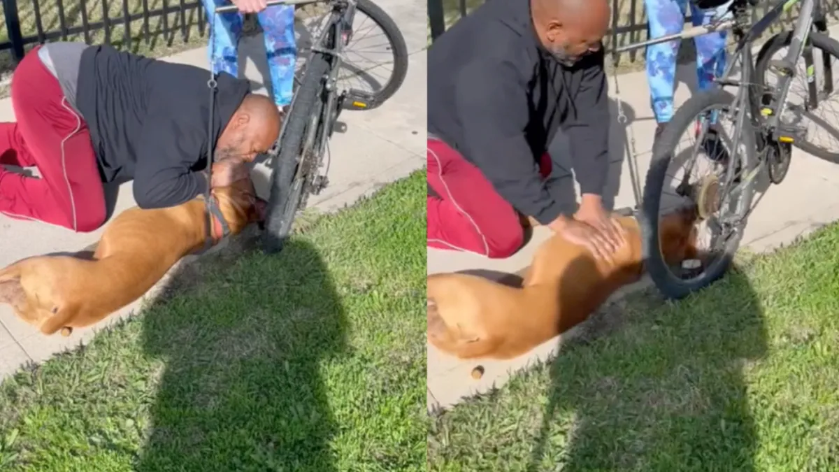 Gast weet hond te reanimeren via mond op mond en hartmassage