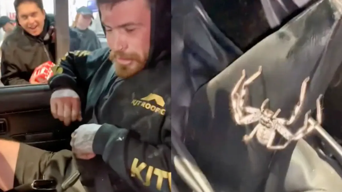 Aussies toch ook wel onder de indruk van gigantische spin in de auto