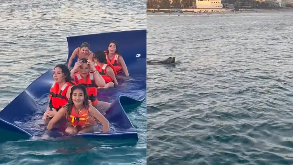 Dames op zee zijn lichtelijk in paniek als zeeleeuw aan komt zwemmen