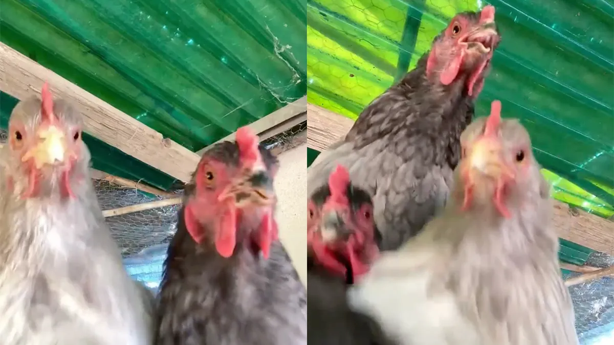 Dansende kippetjes zijn alles wat je nodig hebt in deze temperaturen