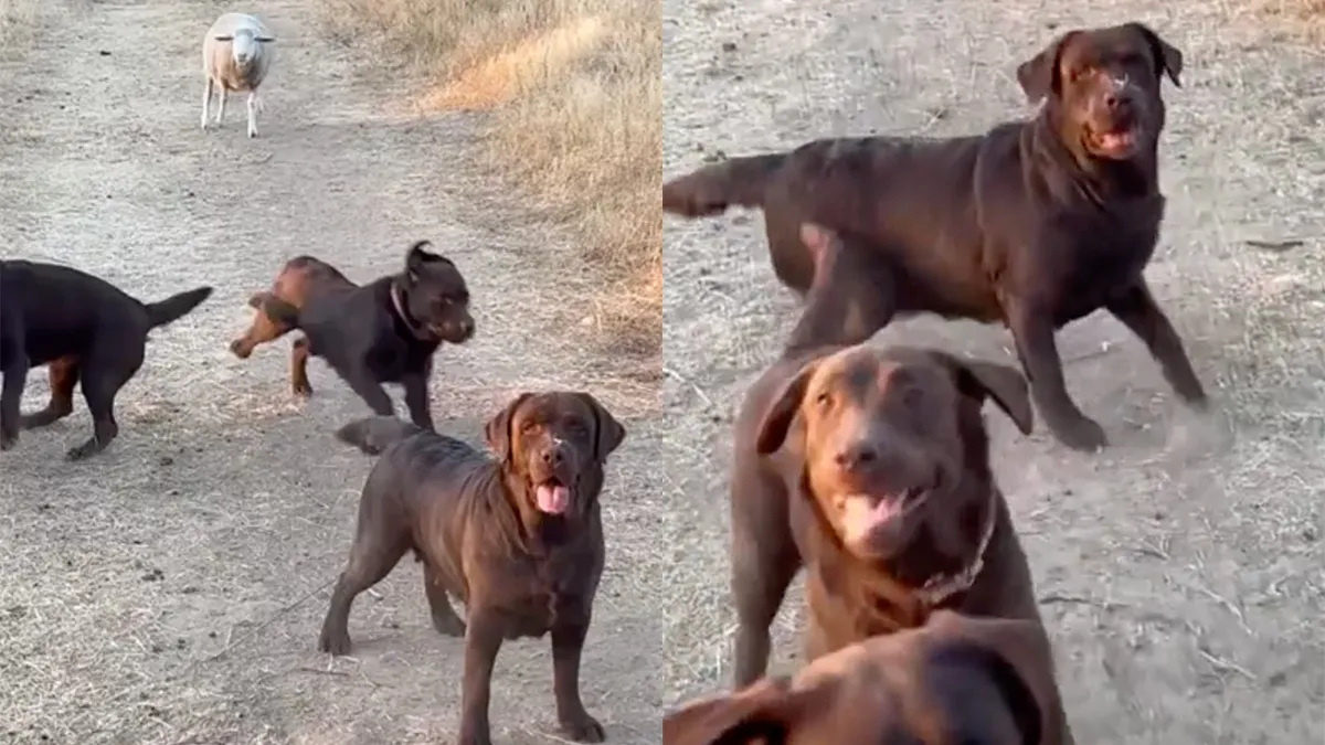 Gewoon wat honden die achter een balletje aanrennen, o wacht