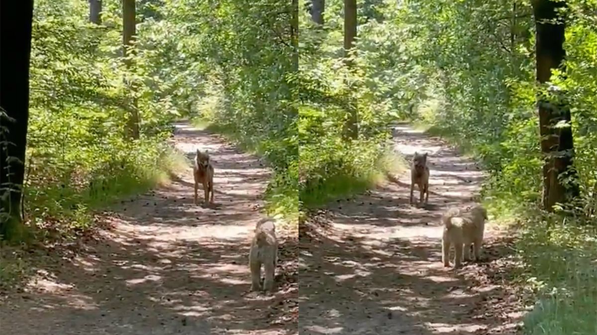 Honden aangelijnd op Utrechtse Heuvelrug: Wolf oog in oog met hond