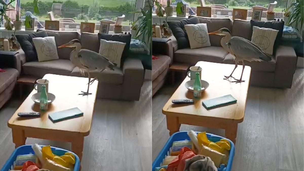 Je kijkt toch even op als je een reiger in huis op visite hebt