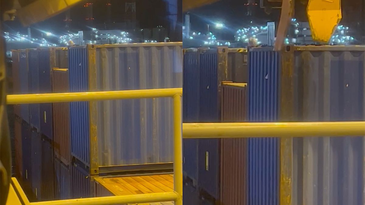 Vogel kiest verkeerde container in de haven en wordt per ongeluk onthoofd