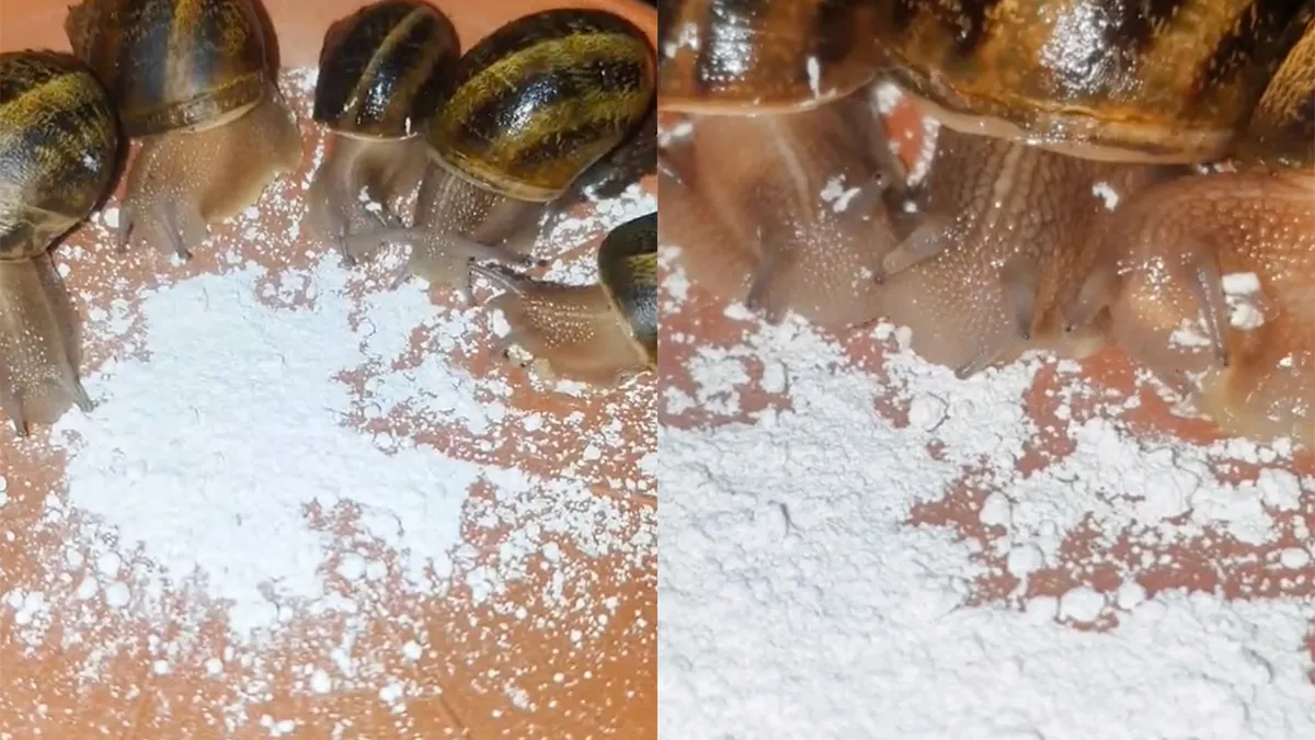 Vriendengroepen herkennen zich in wit poeder etende slakken