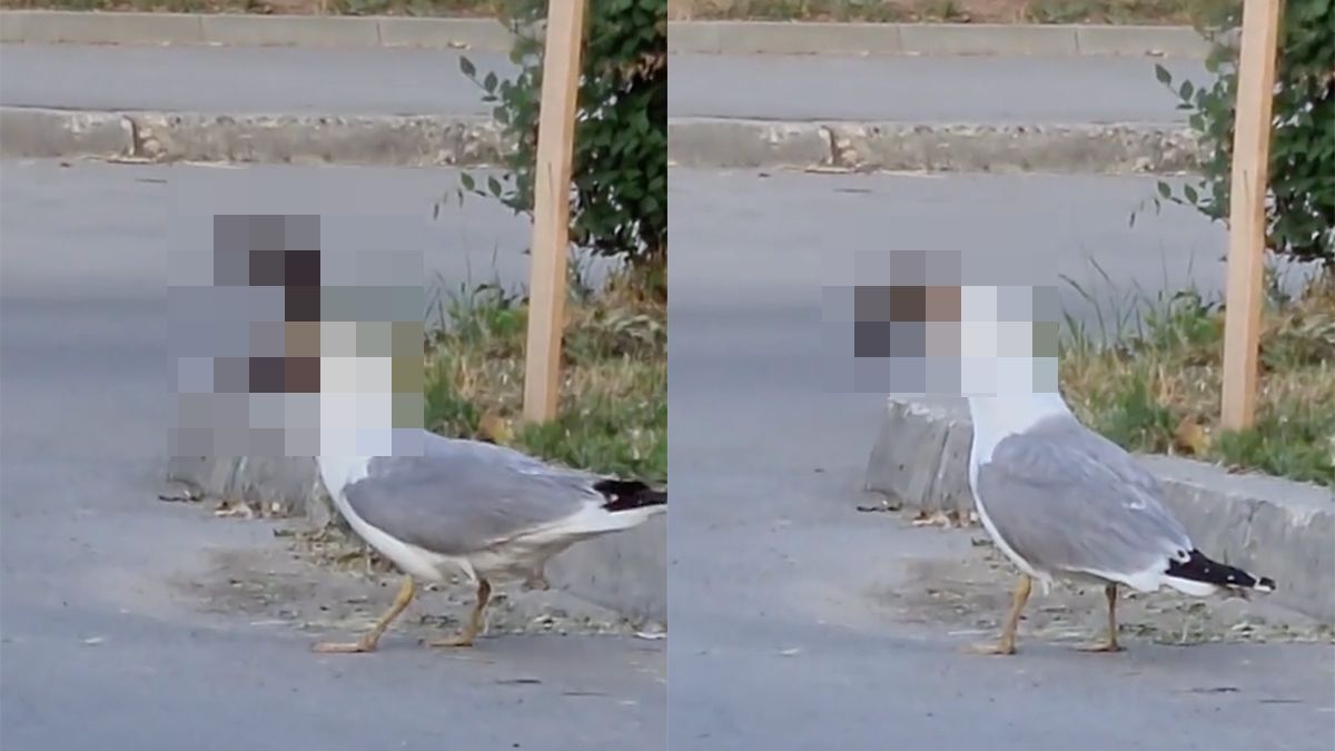 Zo is natuur: Meeuw heeft eekhoorn op het menu staan