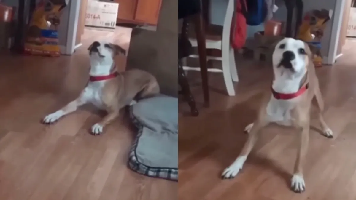 Hond helemaal van de kaart na het eten van geestverruimend gras