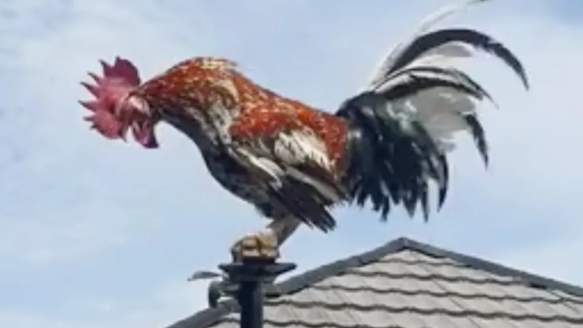 Haan met opstartprobleem is wel weer een hele goede wekker