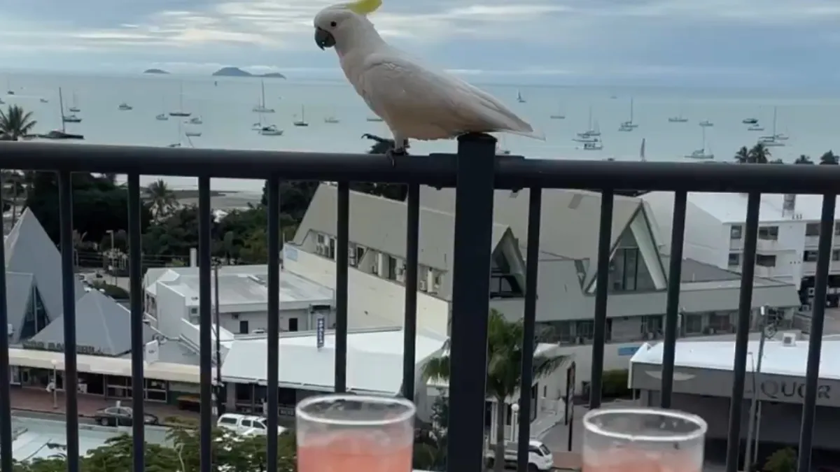 Grote geelkuifkaketoe komt geluk zoeken en neemt z’n hele familie mee