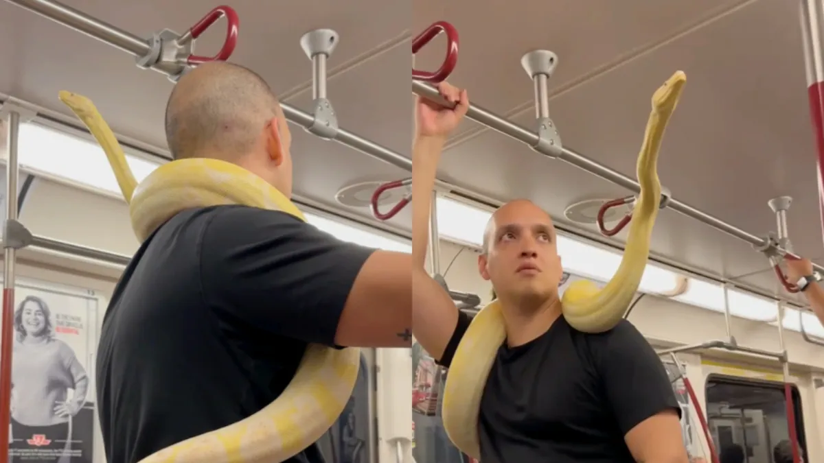 Albino tijgerpython is prima huisdier voor in de metro, blijkbaar…