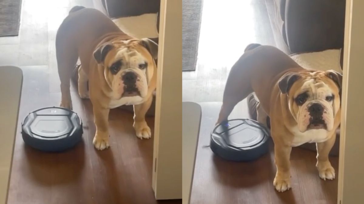 Bulldog kan het nog niet zo vinden met robotstofzuiger