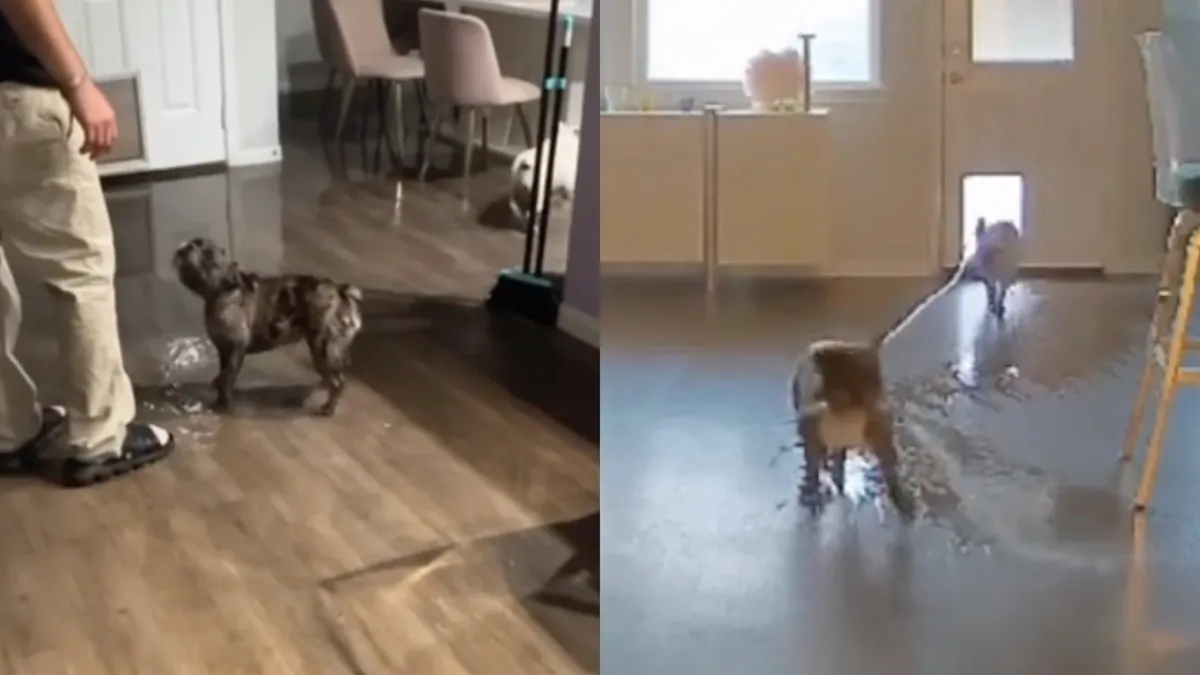 Als je Franse bulldog zijn activiteiten van buiten mee naar binnen neemt…