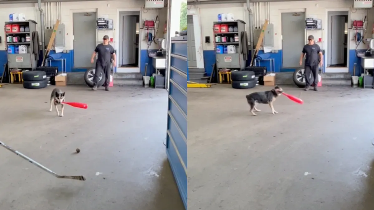 Hond laat collega van baasje even voelen waar ze ook alweer zitten