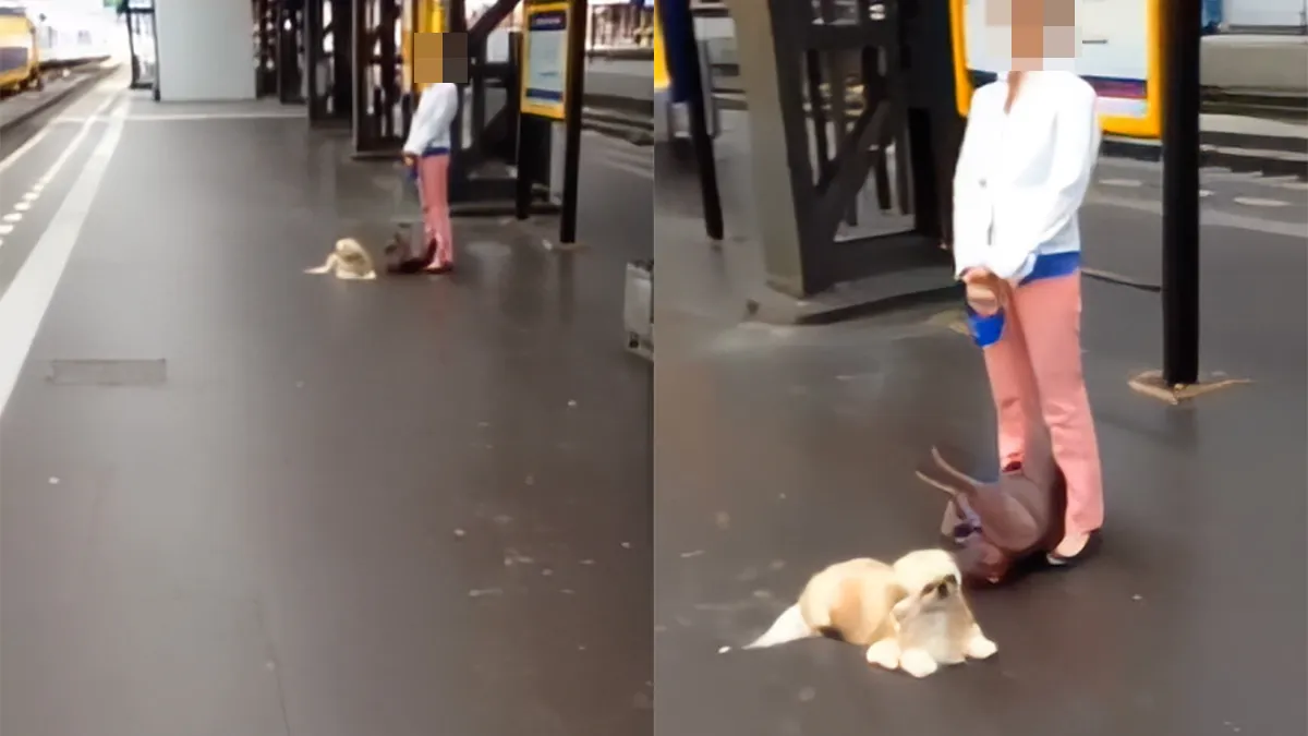 Bazinnetje wil niet dat hondje gevoerd wordt, maar man voert beestje toch