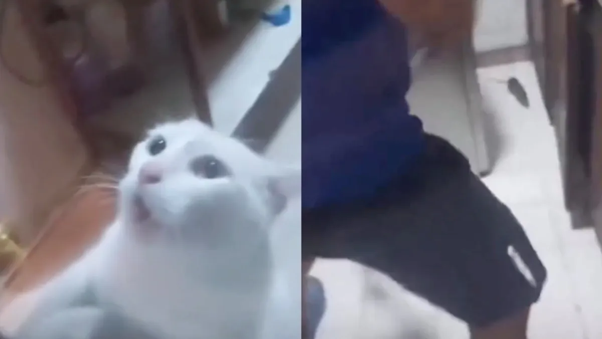 Deze kat is net zo nutteloos als het kabinet Rutte IV