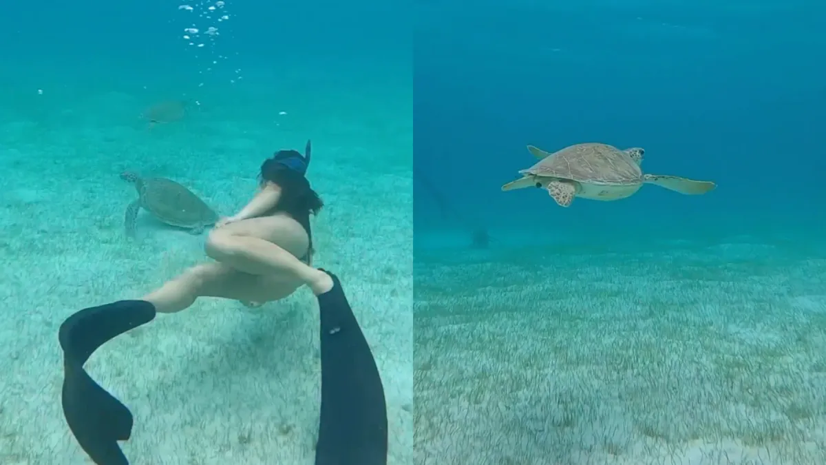 Zeeschildpad gooit er even een flinke bruine bolus uit
