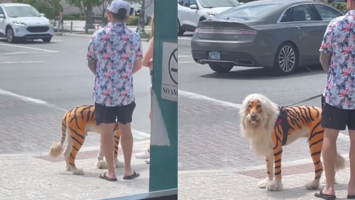 Florida: hond die zichzelf identificeert als een tijger