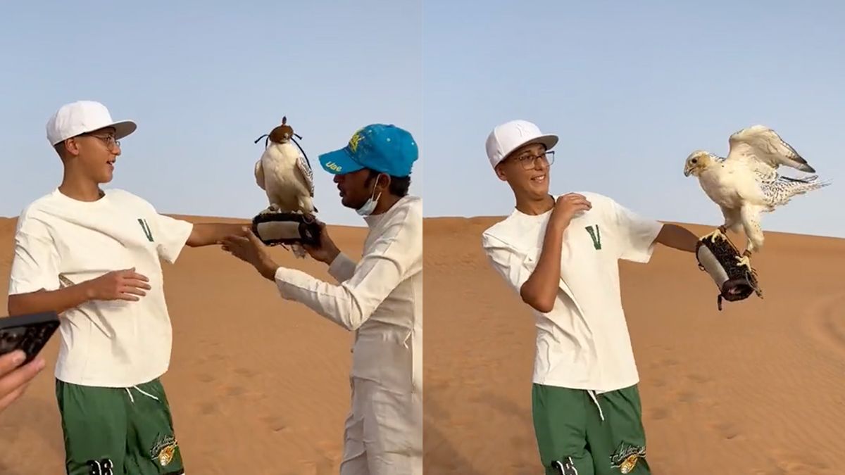 Dat was niet de bedoeling: Roofvogel in Dubai vliegt na foutje naar zijn vrijheid