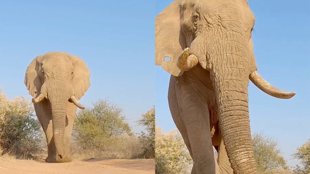 De andere slurf van de olifant is ook indrukwekkend