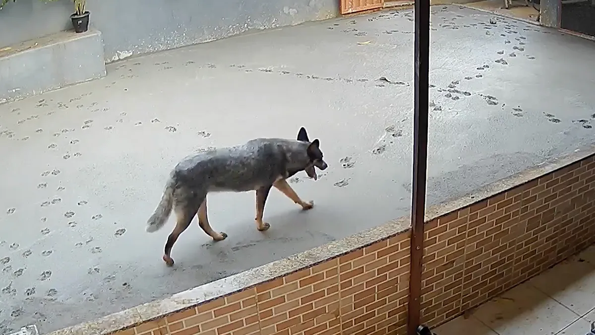 Hond die door vers cement loopt maakt erg weinig vrienden