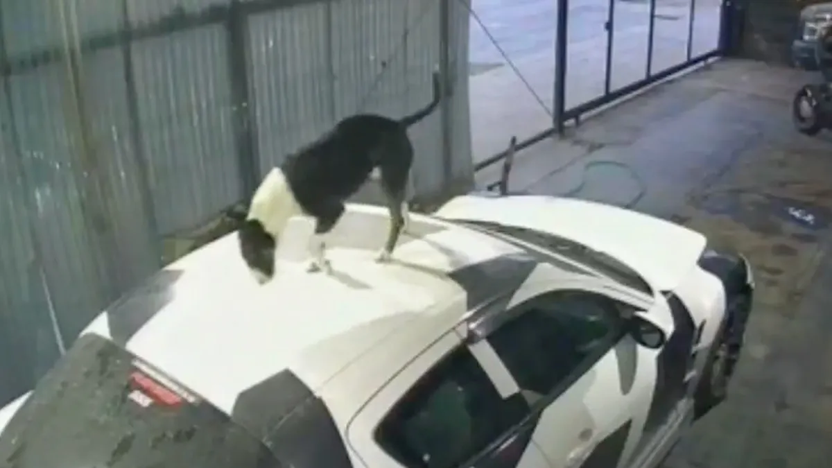 Hond moet iets persoonlijks afhandelen en draait bolus