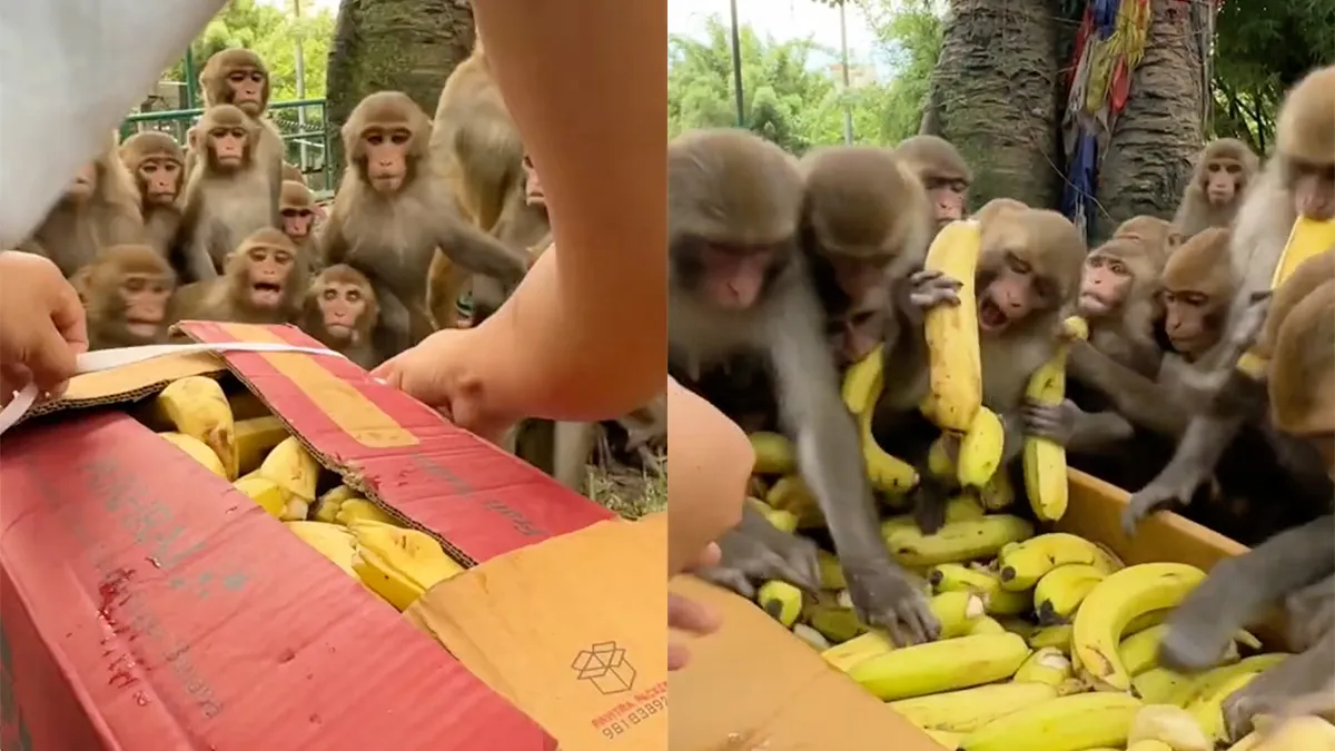 Nu snap je waar de uitdrukking ‘brutale aap’ vandaan komt