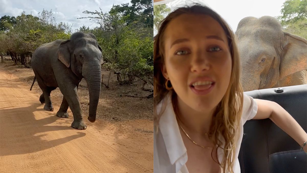 Olifant eet telefoon in Yala National Park