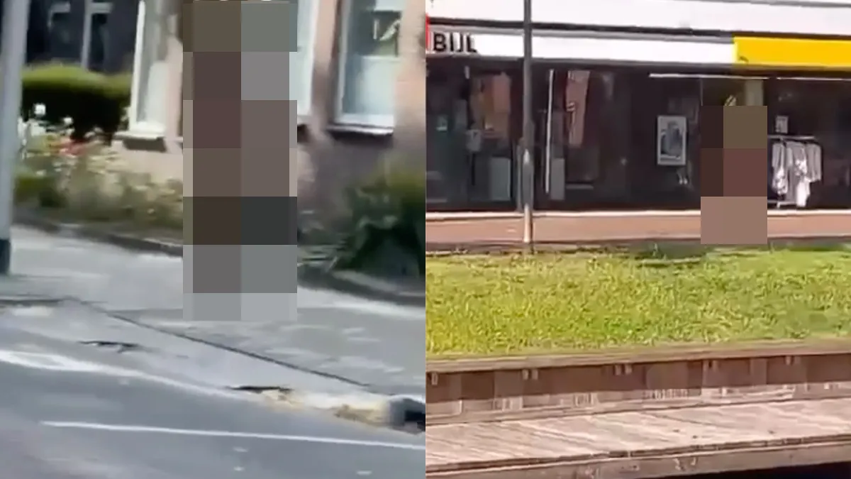 Even klikken op het plaatje om de video te bekijken. Let op, tikkie gewaagde beelden.