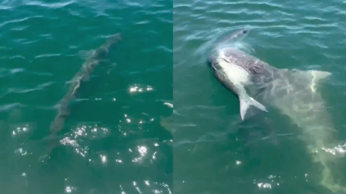 Dacht je wat moois aan de haak geslagen te hebben…