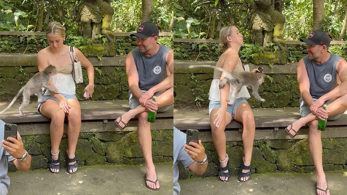 Brutale aap rooft oorbel