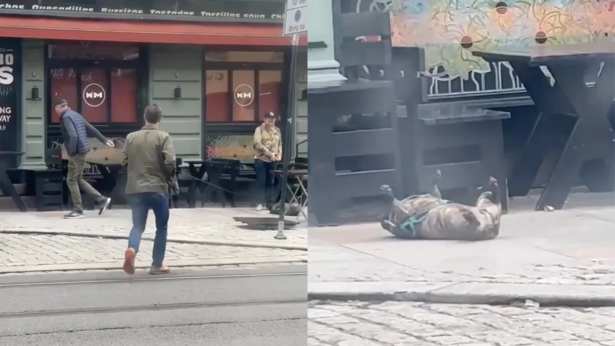 Deze hond heeft er geen zin meer in en kiest voor makkelijke weg