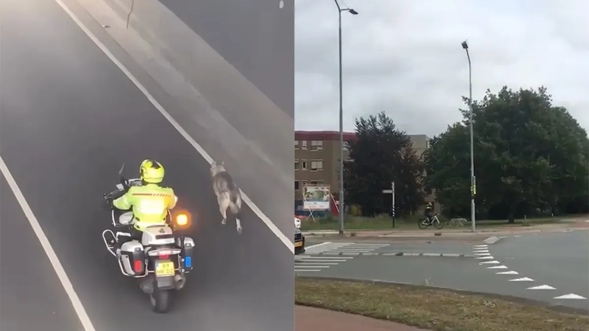 thumb vk heel harderwijk in rep en roer voor loslopende wolf nee hond