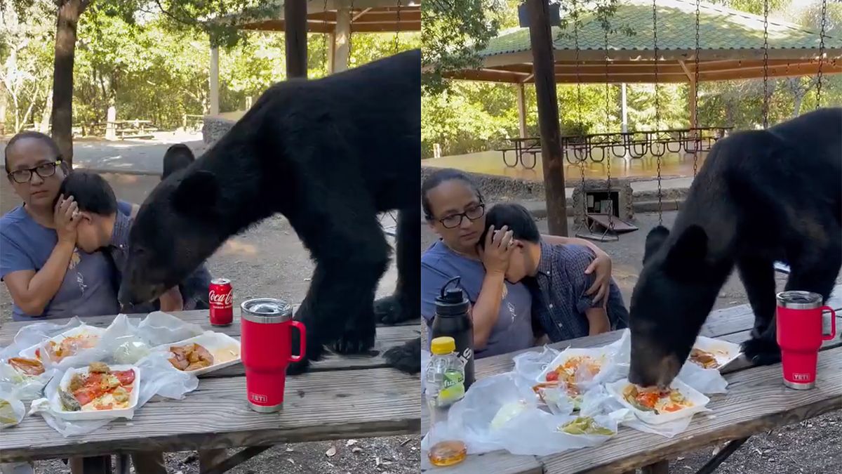 Kijk maar niet, schatje, de beer eet jouw lunch op