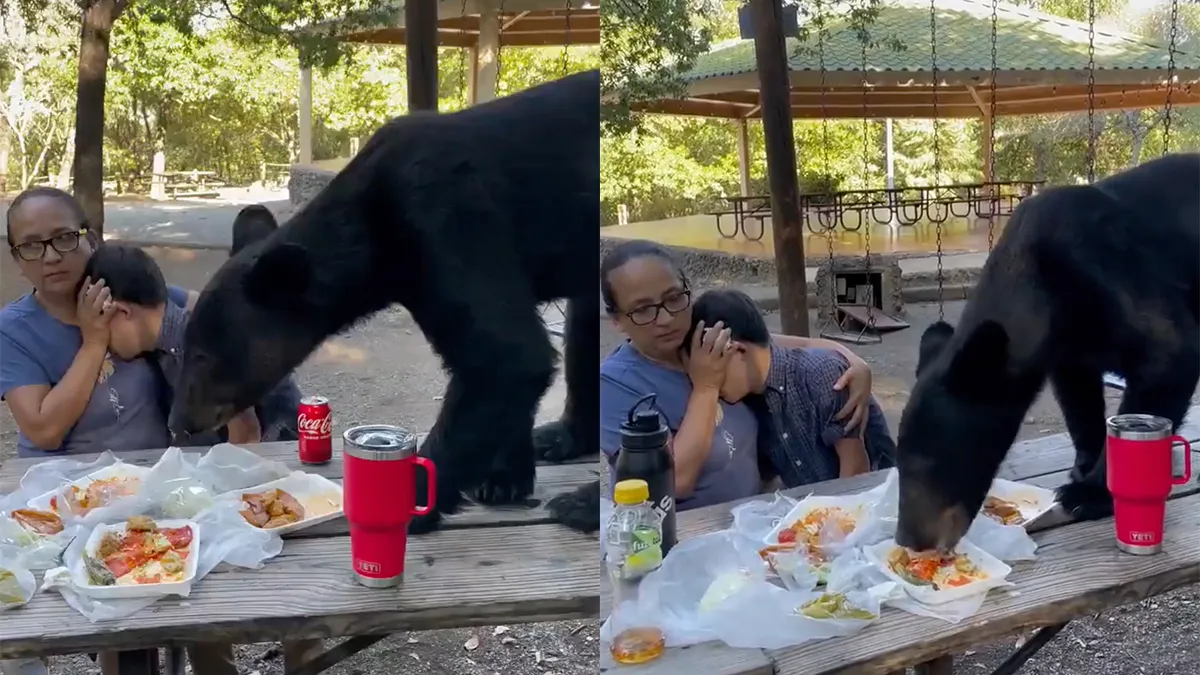 thumb vk kijk maar niet schatje de beer eet jouw lunch op