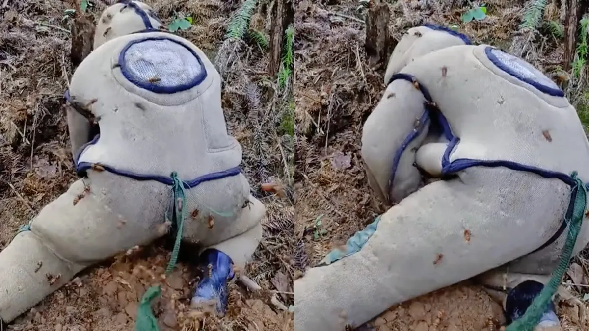 Nest hoornaars opruimen blijkt een rotklus