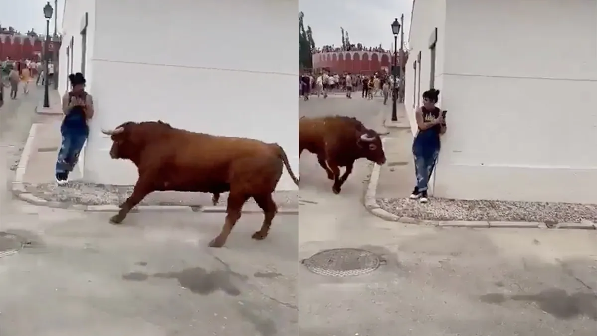Op je telefoon zitten met dolle stier in de buurt is slechtste idee ooit