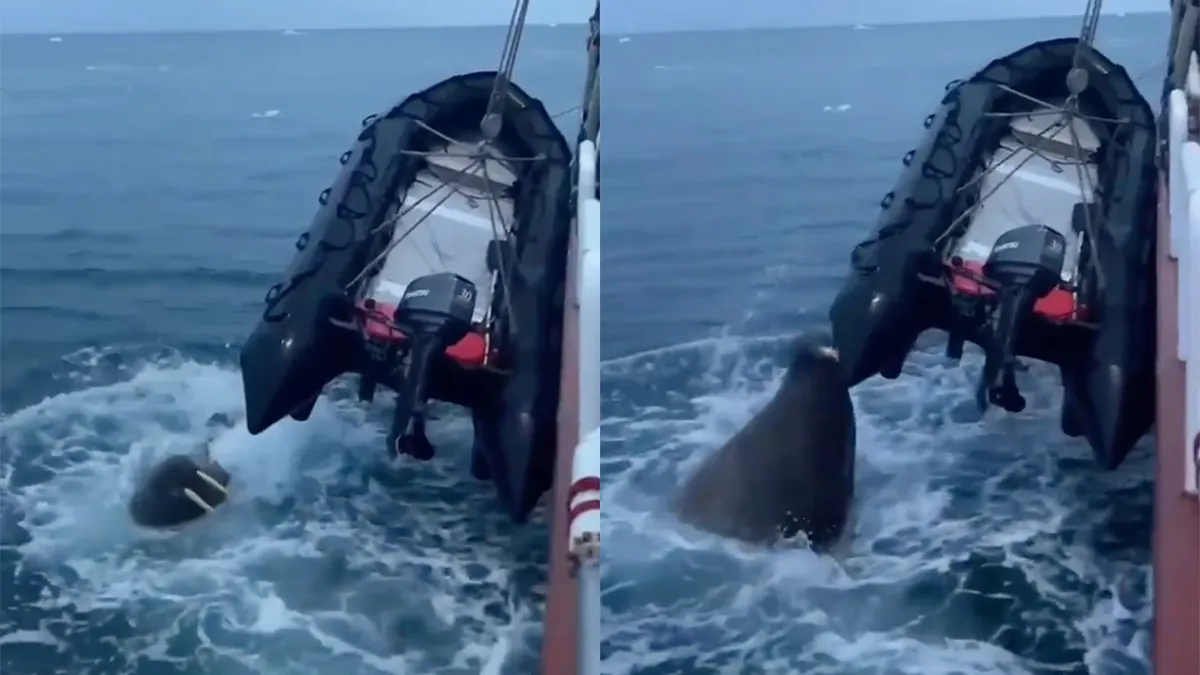 thumb vk walrus is boos en steekt met slagtanden een bootje lek