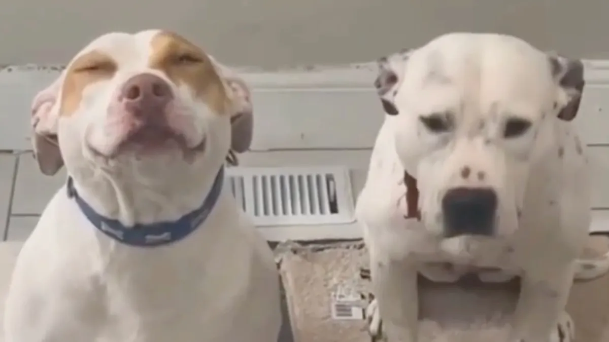 scherm afbeelding 2023 10 27 om 091429