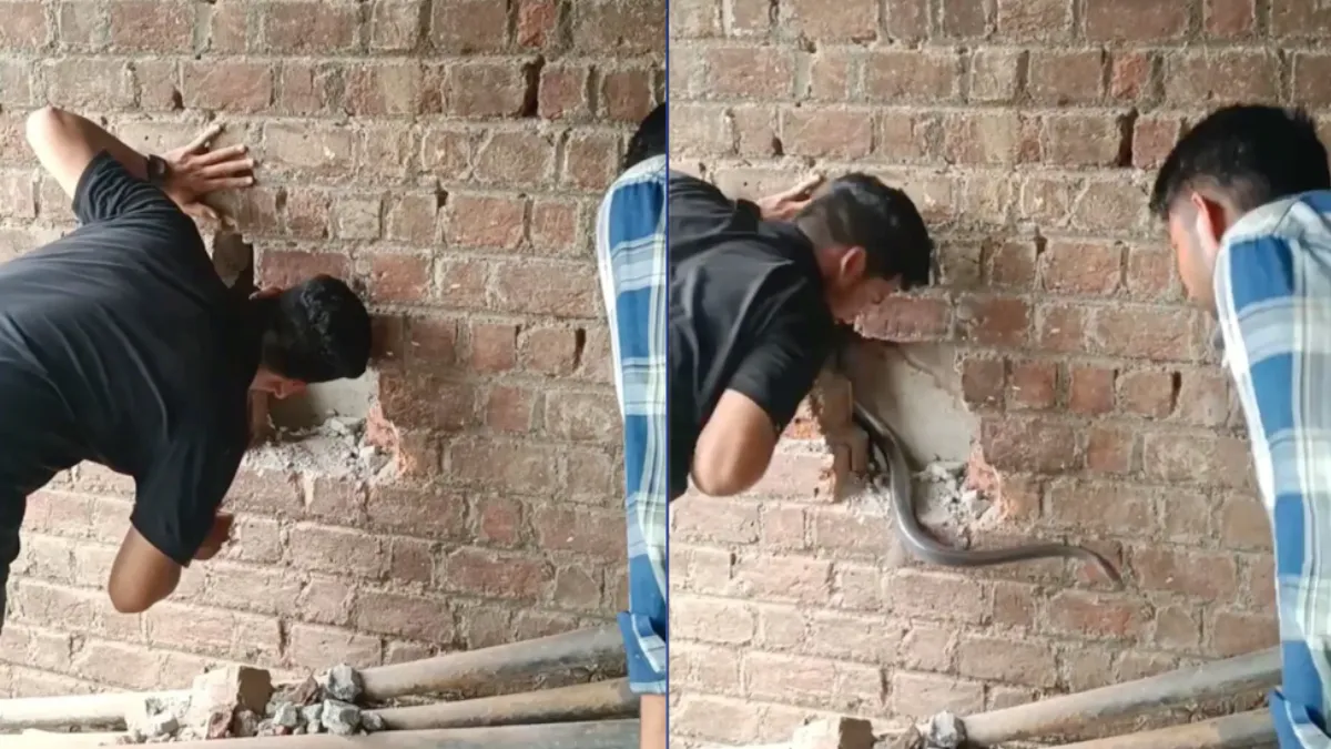 thumb slangenvanger india
