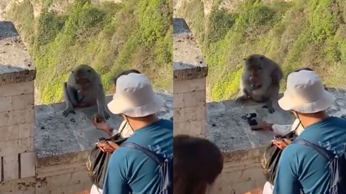 Balinese aap jat telefoon en laat zich omkopen om terug te geven