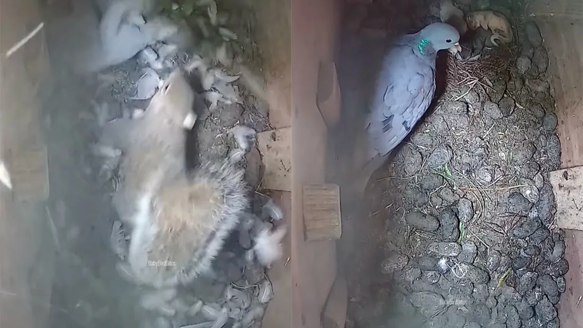 thumb vk duif vecht eekhoorn de tent uit