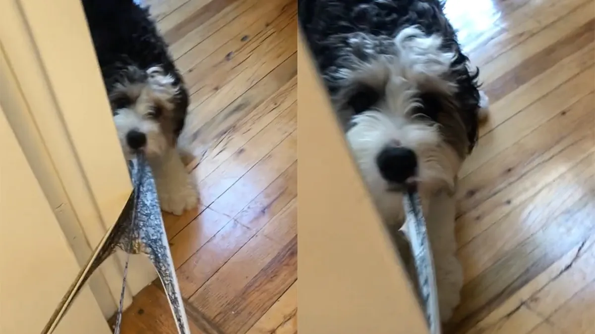 thumb vk hond kent prioriteiten en steelt slipje