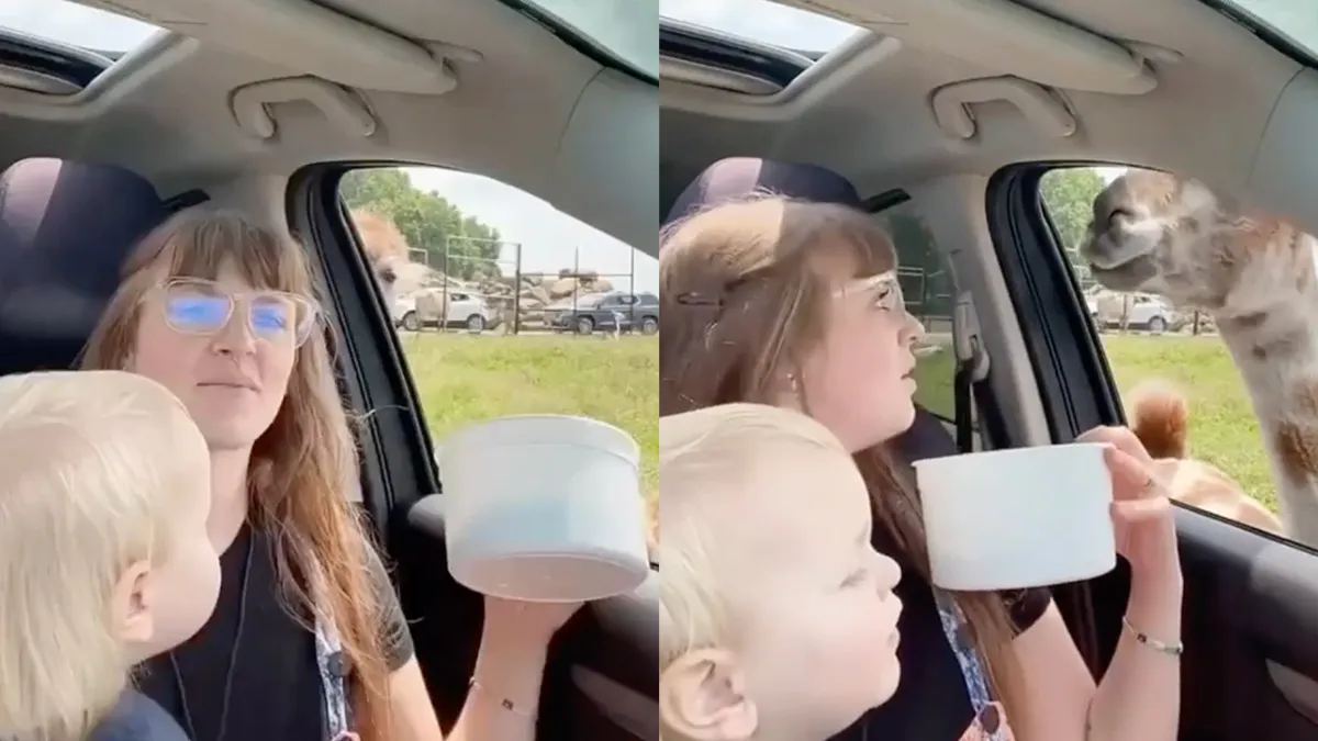 thumb vk lama zitten deze lama heeft het gehad met toeristen