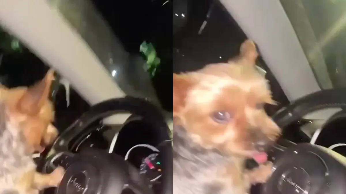 thumb vk nee joh natuurlijk kun je gewoon je hond laten rijden
