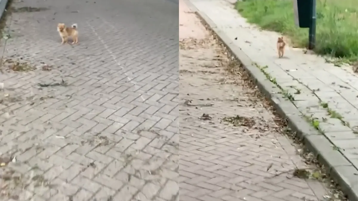 thumb vk pomeriaantje wil nieuw baasje en loopt weg