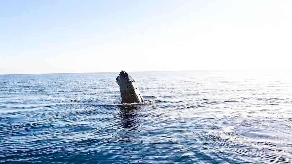 Spelende walvis bij Fraser Island