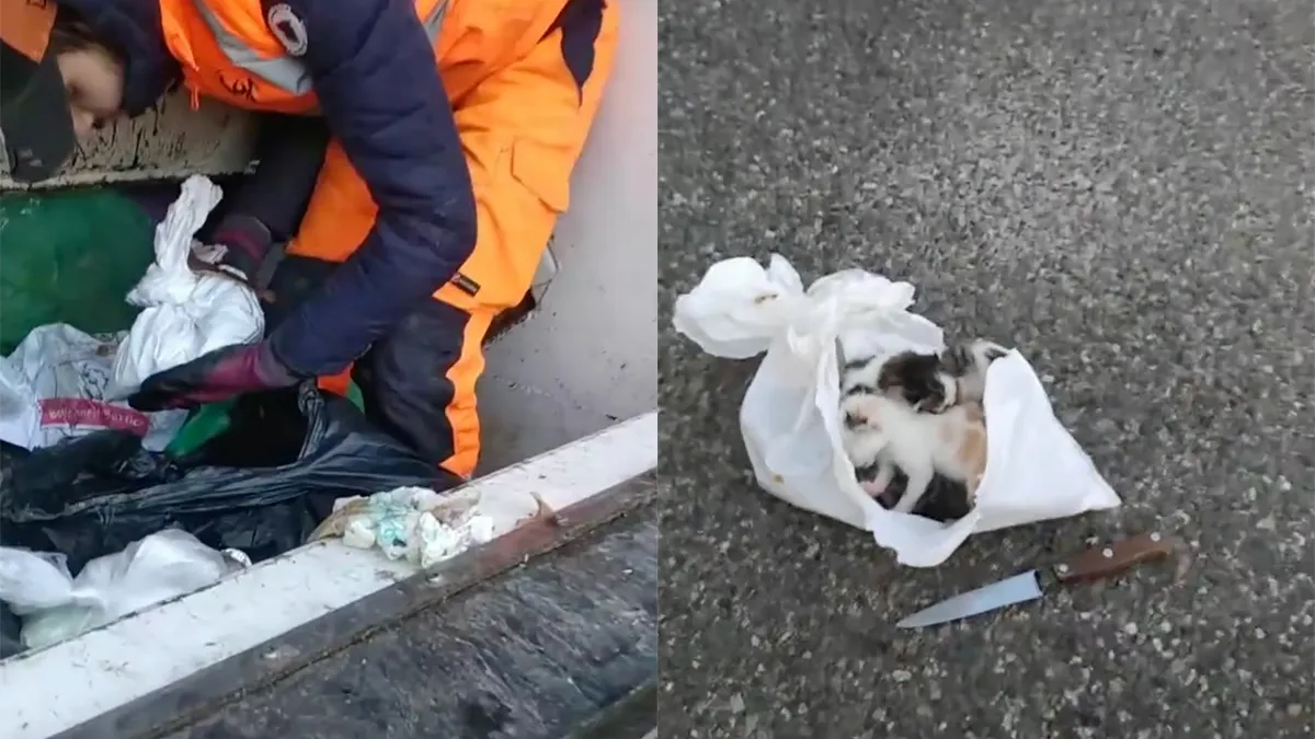 thumb vk vuilnismannen zijn helden en redden gedumpte kittens